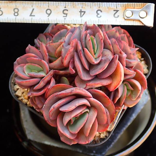 PRESALE Echeveria Suyon Cluster, (Random)