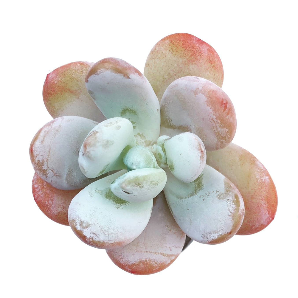RESERVED Pachyphytum Cuicatecanum, Option 2, (Ready to Ship)