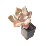Pachyveria Pachyphytoides