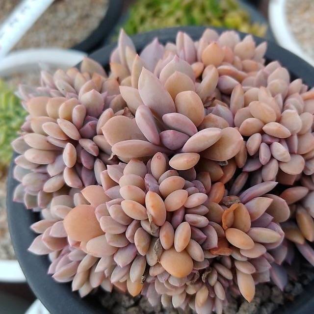 4th OF JULY FLASH SALE- DEAL #10 PRESALE Graptoveria Debbie, Cristata