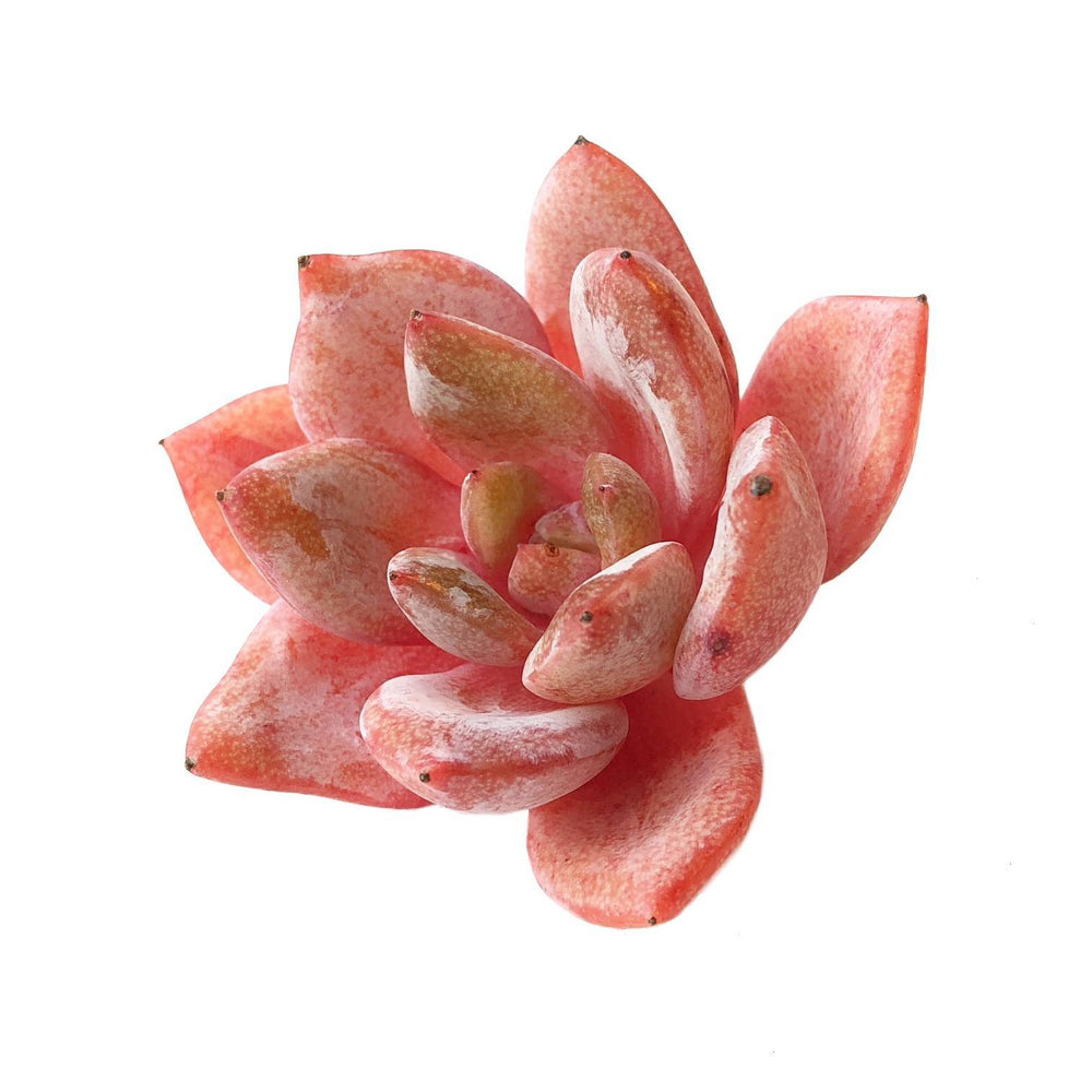 Echeveria Champagne, Germany