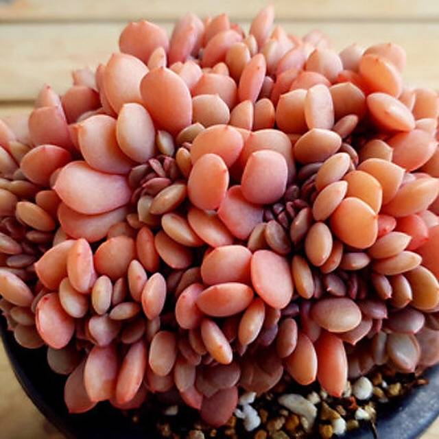 PRESALE Echeveria Debbie Cristata, (Random)