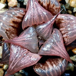 Haworthia Badia Pinky, (Video)