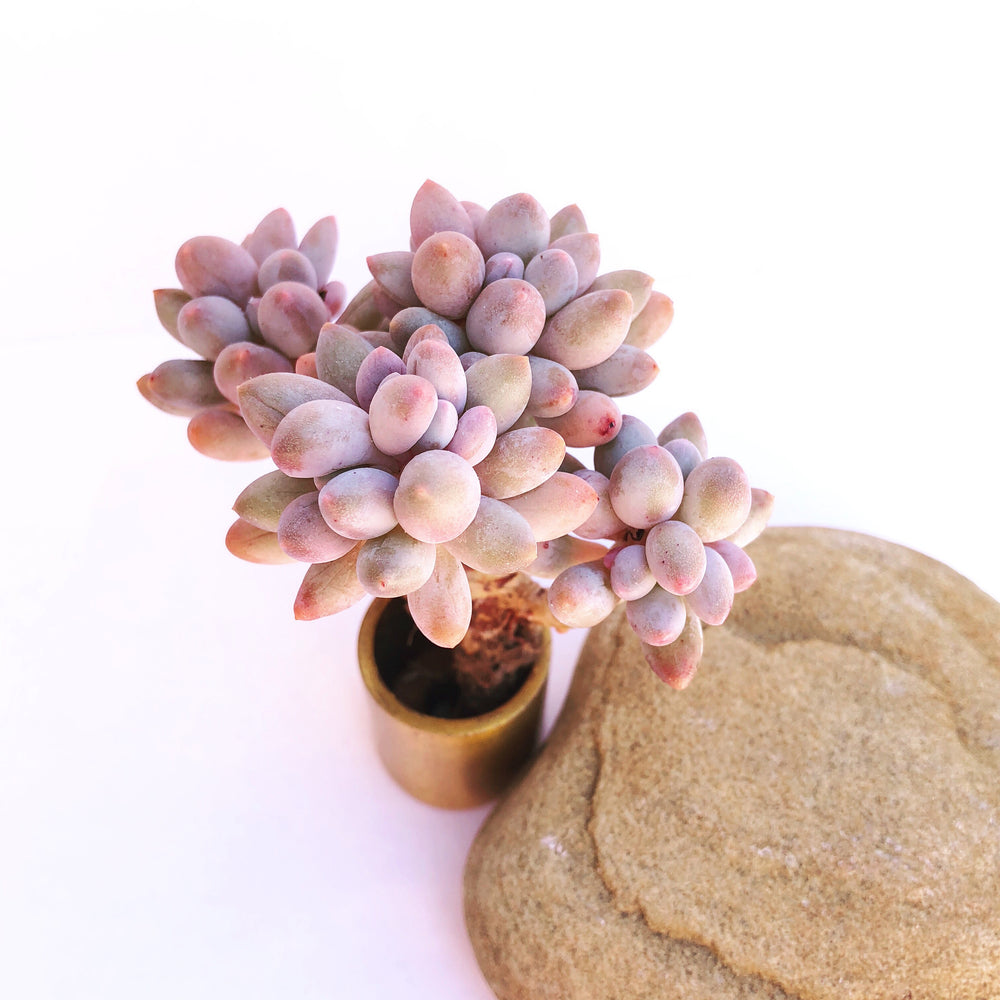 Pachyphytum Machucae, Baby Fingers