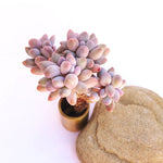 Pachyphytum Machucae, Baby Fingers