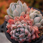 PRESALE Echeveria Thumb Rim, Triple