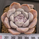 Echeveria Tynie Berger, (Random)