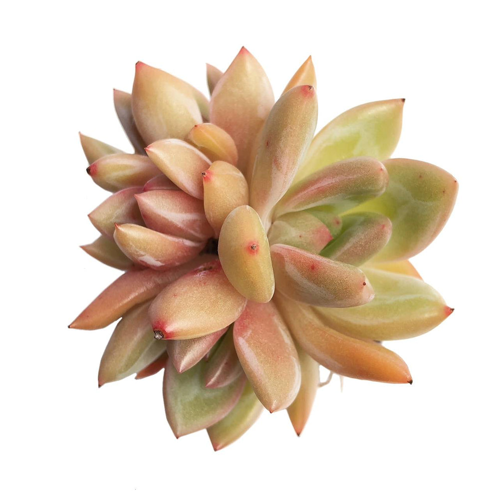 Echeveria Yellow Champagne (Slightly Blemished)