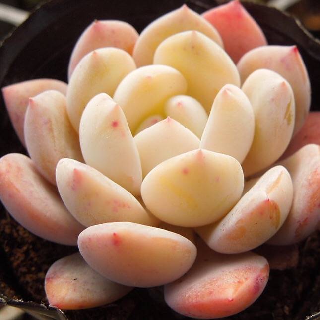 SPECIAL! JUST CART!!  Echeveria Monroe Hybrid, (Not so Random)