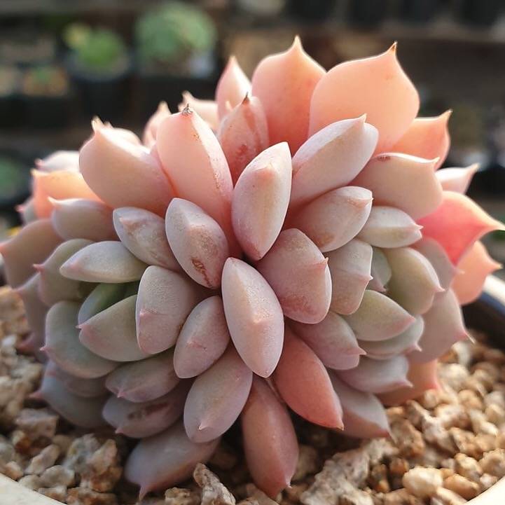 PRESALE Echeveria Sp. Cristata, (Not so Random)