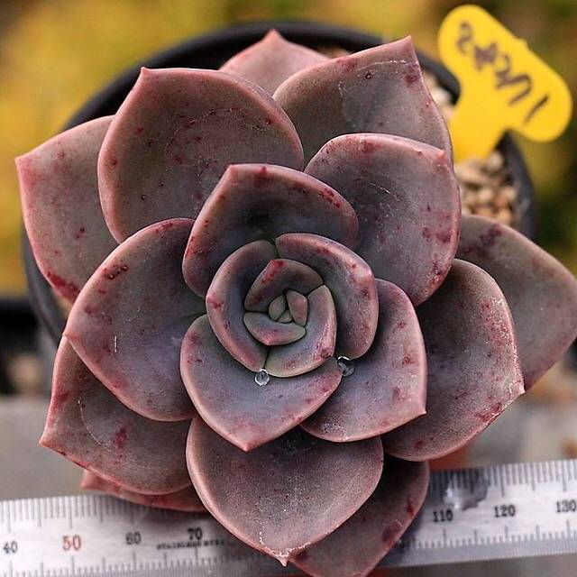 FLASH SALE REMINDER (AND JUST CART SPECIAL!) PRESALE Echeveria Bainesii