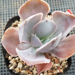 PRESALE Echeveria Vivian, NEW! (Random)