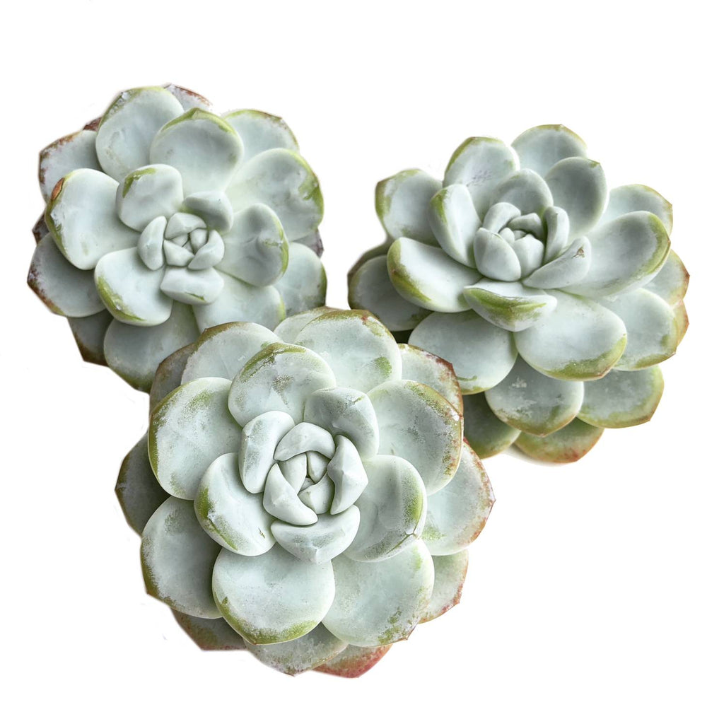 Echeveria Ice Green, Large, (Random)