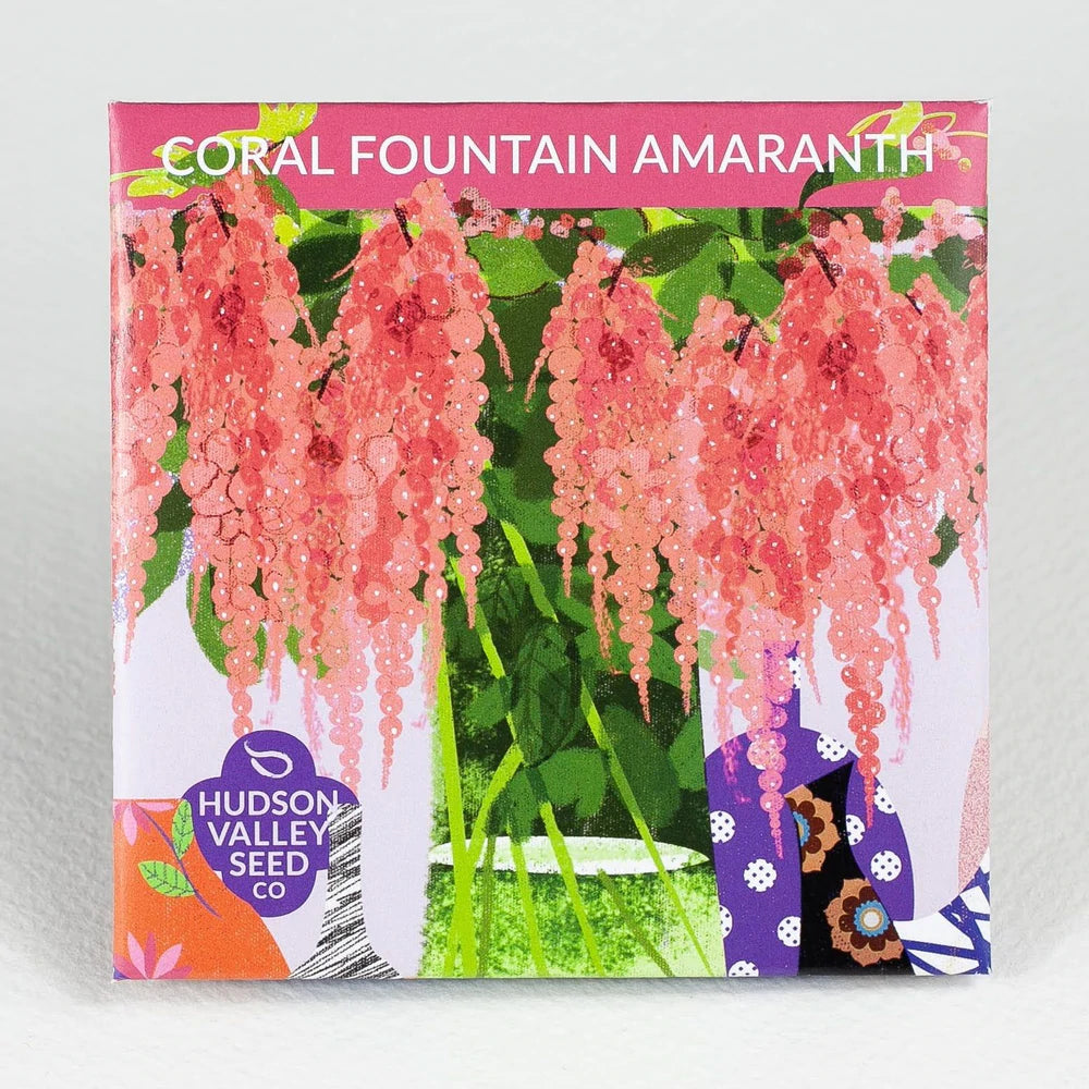 Coral Fountain Amaranth Seed Pack