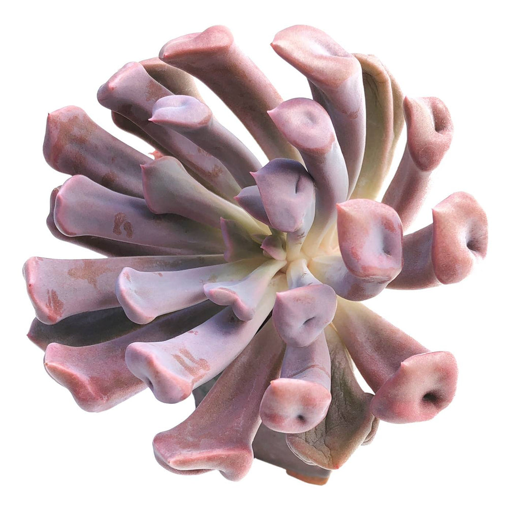 Echeveria Cupid