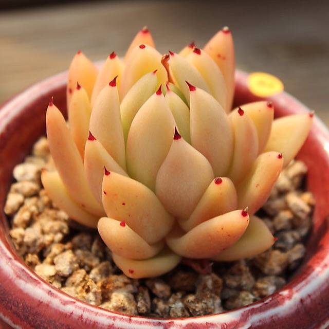 PRESALE Echeveria Agavoides Sp., (Not so Random)