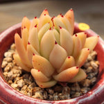 PRESALE Echeveria Agavoides Sp., (Not so Random)