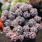 PRESALE Graptopetalum Blue Beans, Cluster