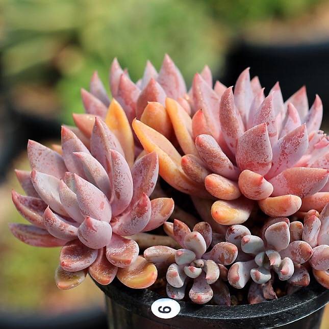 PRESALE Echeveria Sugar Jelly Cluster, (Random)