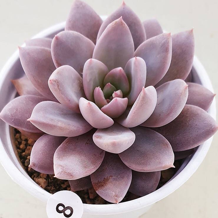 PRESALE Echeveria Lulu, (Random)