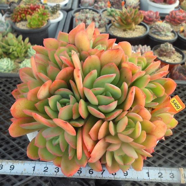 Echeveria Luella, Large