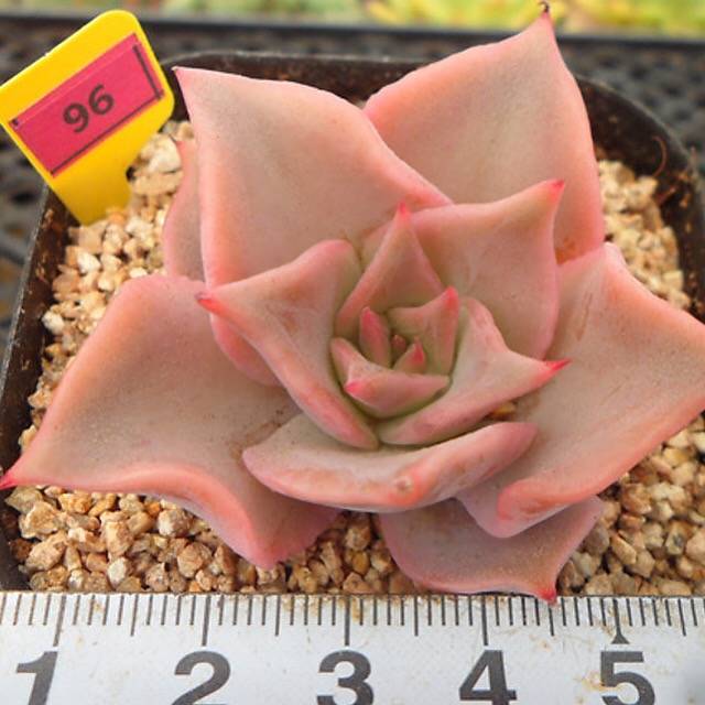 PRESALE Echeveria Madiba, (Random)