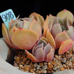 PRESALE Echeveria Keys, (Random)