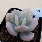 PRESALE Echeveria 'White Bar,' (Random)