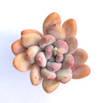 Pachyphytum Frevel cv