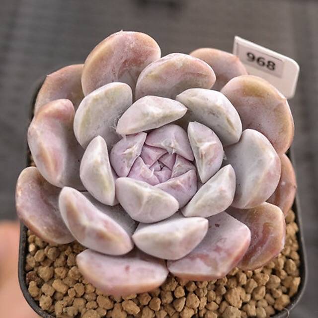 Echeveria Tynie Berger, (Random)