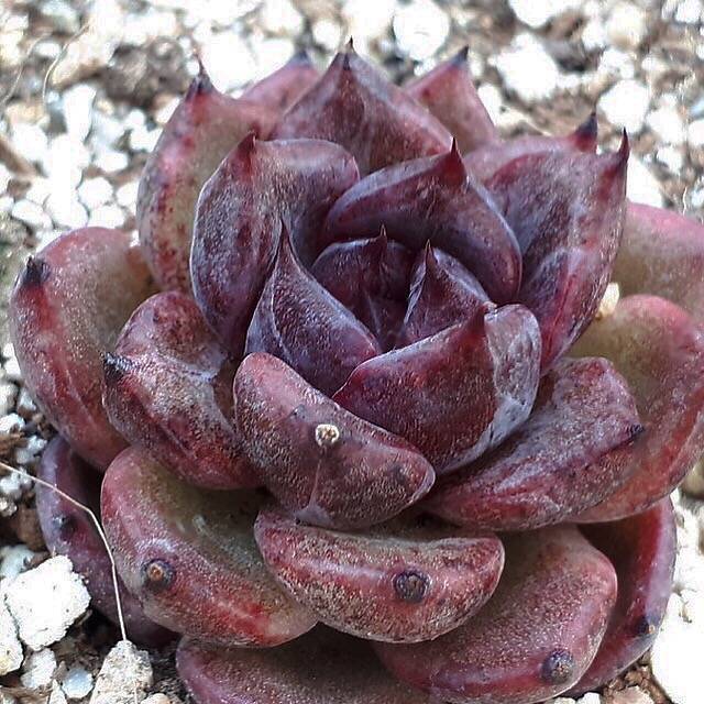 PRESALE Echeveria Black Queen Hybrid, (Not so Random)