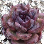 PRESALE Echeveria Black Queen Hybrid, (Not so Random)