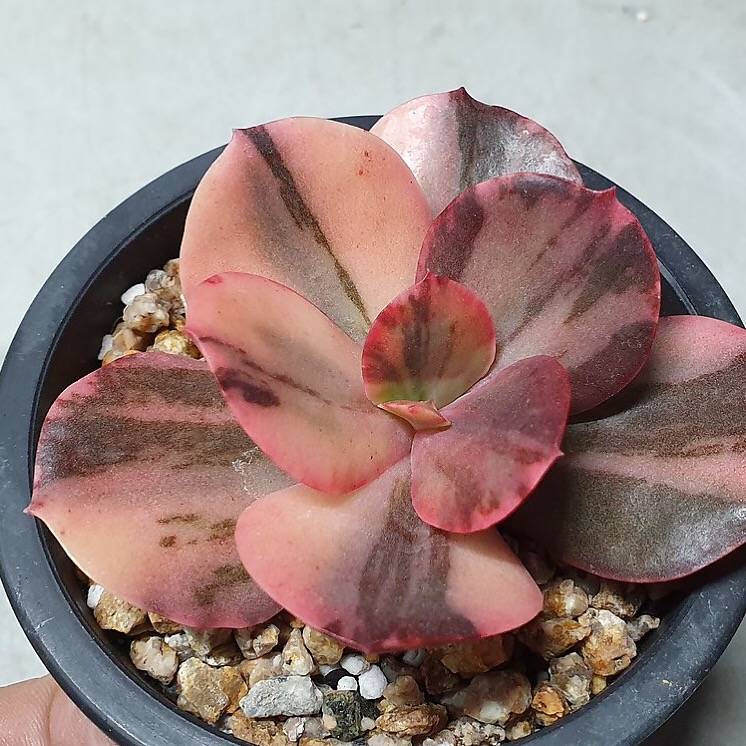 PRESALE Echeveria Pre Madonna, (Not So Random)