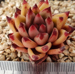 PRESALE Echeveria Agavoides Sirius, (Random)