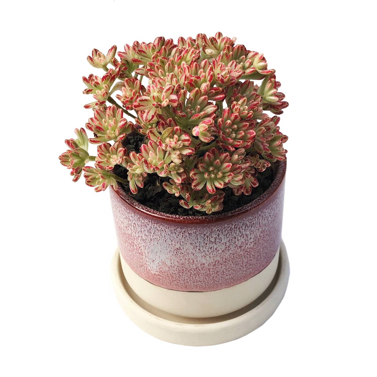3" Chive Minute Pot- Raspberry