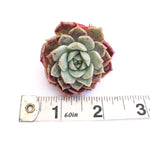 Echeveria 'Sarah'