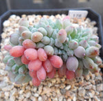 PRESALE  Echeveria Chrissy n Ryan, (Random)