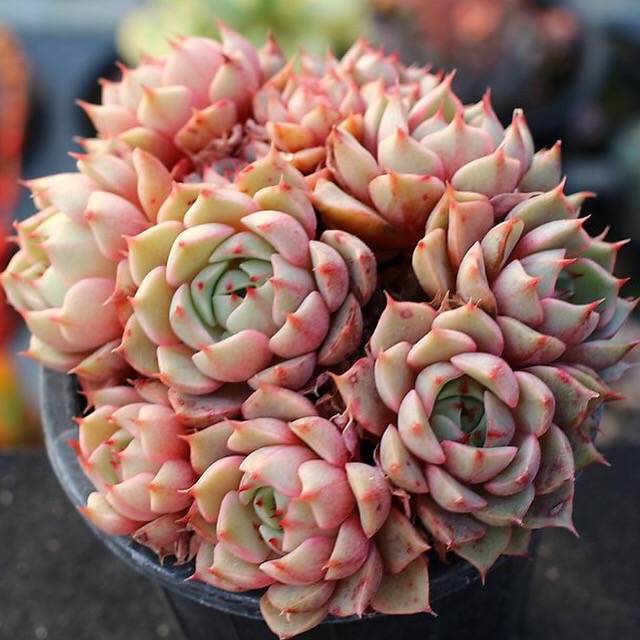 ben badis succulent PRESALE Echeveria Ben Badis, Cluster