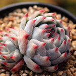 SPECIAL! JUST CART!! PRESALE Echeveria Momotarou (Half Way Through with MIMM)