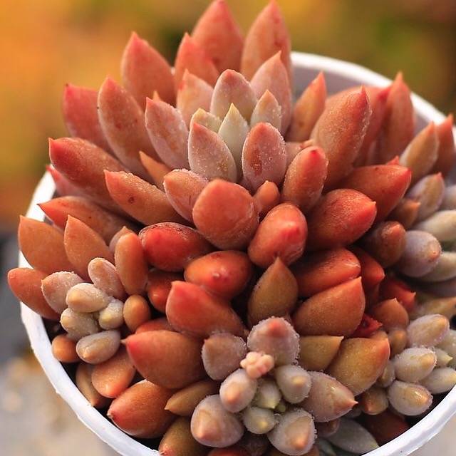 PRESALE Echeveria Rusby x Pachyphytum Machucae