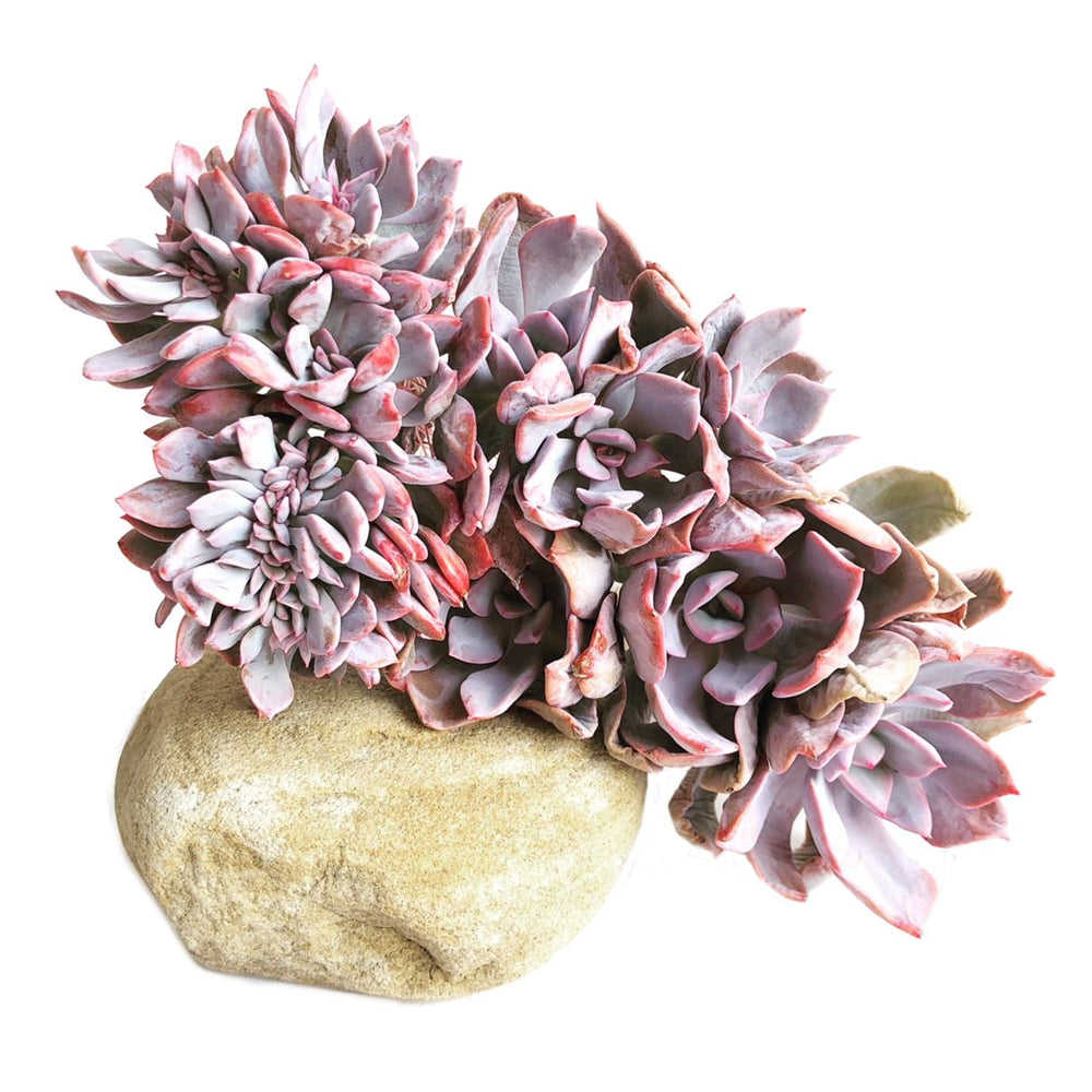 The GOOD, The BAD and The UGLY SALE! Graptoveria Debbie, Cristata