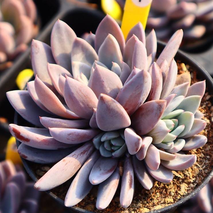 Echeveria Lulu