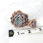 Echeveria Glow, Double