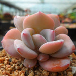 PRESALE Echeveria Cream Tea, (Not so Random)