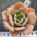 Echeveria White Snow, (Random)