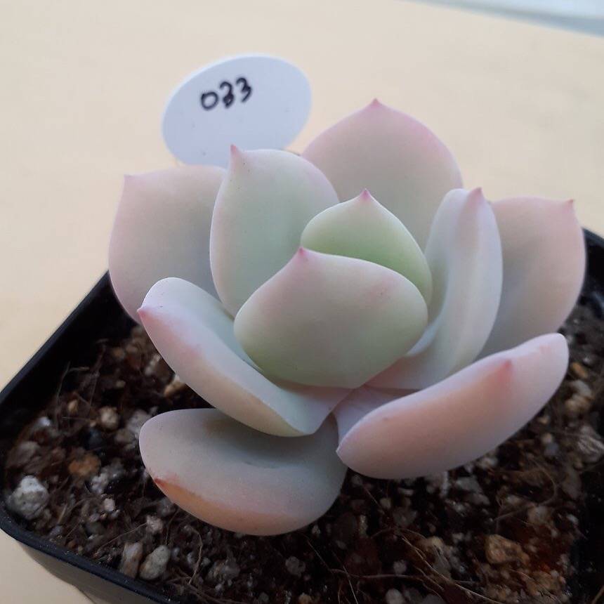 PRESALE Echeveria 'White Bar,' (Random)