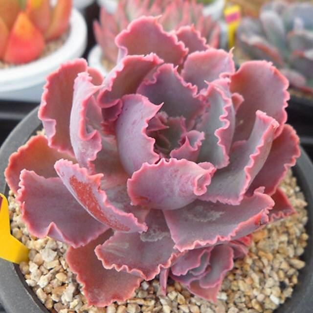 PRESALE Echeveria Shaviana Madre de Sur, (Random)