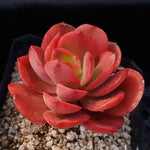 PRESALE Echeveria Jyulia, (Random)