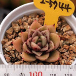 PRESALE Echeveria Super Lina