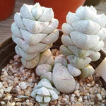 Crassula Deceptor Brevifolia, Mature Specimen, (Not so Random)